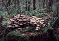 A large cluster of wild mushroom, toadstools.