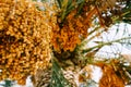 Large clusters of yellow dates on palm branches. Close-up Royalty Free Stock Photo
