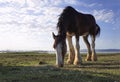 Large Clydesdale horse grazing Royalty Free Stock Photo
