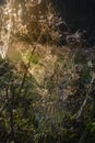 Cobweb at dawn, which is covered with dew drops Royalty Free Stock Photo