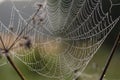 Cobweb at dawn, which is covered with dew drops Royalty Free Stock Photo