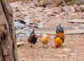 Large cochin rooster with two hens Royalty Free Stock Photo