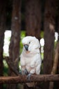 Large cockatoo, relatively large white cockatoo.