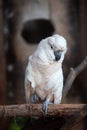 Large cockatoo, relatively large white cockatoo