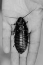 Large cockroach sat on hand Royalty Free Stock Photo