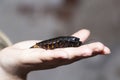 Large cockroach sitting on a person`s flat hand, black