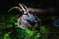 Large Coconut Crab on Tetepare Island, a nature reserve in the Solomon Islands. Royalty Free Stock Photo