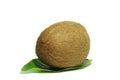 Large coconut