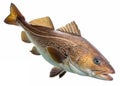 A large cod fish with mottled brown scales swimming, isolated Royalty Free Stock Photo
