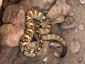 Large Coiled Black Tailed Rattlesnake Royalty Free Stock Photo