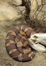 Coiled copperhead snake