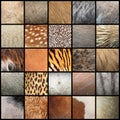 Large collection of animal fur textures Royalty Free Stock Photo