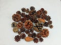 Collection of Assorted Pine Cones on White Background Natural Winter Still Life Royalty Free Stock Photo
