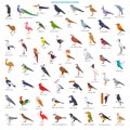 Large Collection of Birds of the World Royalty Free Stock Photo