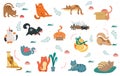 Large collection of colorful cat icons Royalty Free Stock Photo
