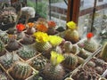 Large collection of different cactus species cultivated in the balcony