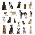 Large collection of dogs, in different position