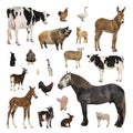 Large collection of farm animal in different position Royalty Free Stock Photo