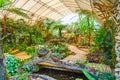 The ferns and orchids in greenhouse of Mae Fah Luang garden, Doi Tung, Thailand Royalty Free Stock Photo