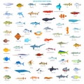 Large Collection of Fishes of the World