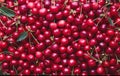 Large collection of fresh red cherries. Royalty Free Stock Photo