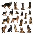 Large collection of German Shepherd Dog, adult, puppy, in differ