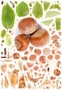 Hazelnut Slice and Leaf Collection Royalty Free Stock Photo