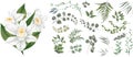 A large collection of herbs and plants. Green plants on a white background. White orchids, flowers, eucalyptus and other Royalty Free Stock Photo