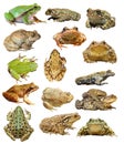 Large collection of isolated frogs and toads Royalty Free Stock Photo