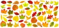 Large collection of isolated multicolored autumn tree leaves
