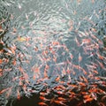 A large collection of koi fish in a residential pond Royalty Free Stock Photo