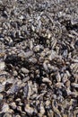 Large collection of mussels and barnacles
