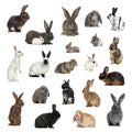 Large collection of rabbit, pet and exotic, in different position Royalty Free Stock Photo