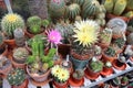 Large collection of various cacti in a greenhouse