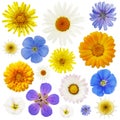 Large collection of wildflowers isolated. Plants are used in various medications