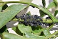 Large colony of aphids on elderberry (Sambucus nigra)