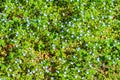 Large Colony of Azure Bluets, Houstonia caerulus