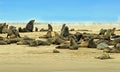 Large colony of cape fur seals Royalty Free Stock Photo