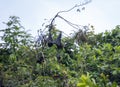 The large Colony of Flying Foxes, Fruit Bats, or Mega-Bats feed on nectar, pollen and fruit. Endemic Kind of Bats in