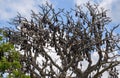 A large colony of Fruit bats roosting upside down on a tree in the daytime, a tree covered by the colony of giant bats