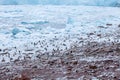 Large colony of gentoo penguins runs over the coast Antarctica