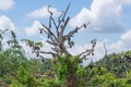 A large colony of gray headed flying foxes, Pteropus poliocephalus, hangs upside down on a tree in Sri Lanka island