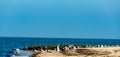 Flock of great cormorants and seagulls sitting on a beach Royalty Free Stock Photo