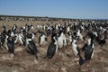 Large colony of Imperial Shag on the Falkland Islands Royalty Free Stock Photo