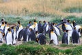 A colony of King Penguins Aptenodytes patagonicus resting in the grass at Parque Pinguino Rey, Tierra del Fuego Patagonia Royalty Free Stock Photo