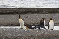 A colony of King Penguins, Aptenodytes patagonicus, resting on the beach at Parque Pinguino Rey, Tierra del Fuego Patagonia Royalty Free Stock Photo