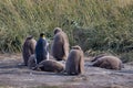 A colony of King Penguins, Aptenodytes patagonicus, resting in the grass at Parque Pinguino Rey, Tierra del Fuego Patagonia Royalty Free Stock Photo