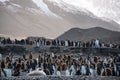 Large colony of King penguins with both adults and chicks on the beach, South Georgia, southern Atlantic Ocean Royalty Free Stock Photo