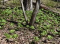 A large colony of mayapple plants emerging in a spring forest.