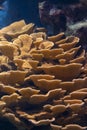 Large colony of Montipora Coral, small polyp stony (SPS) coral Royalty Free Stock Photo